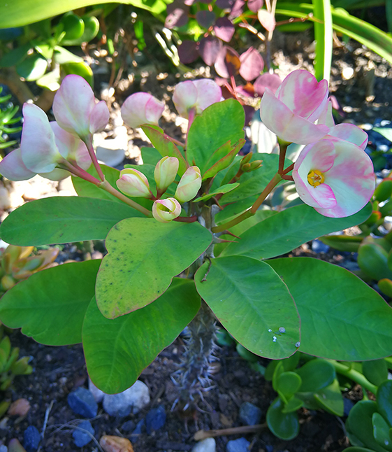 Euphorbia Milii (Crown of Thorns) - Euphorbia - succies.com.au