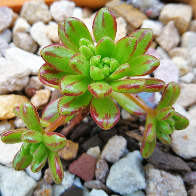 Aeonium-Sedifolium_main-image