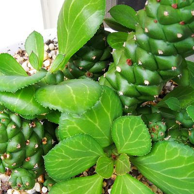 Euphorbia-ritchiei