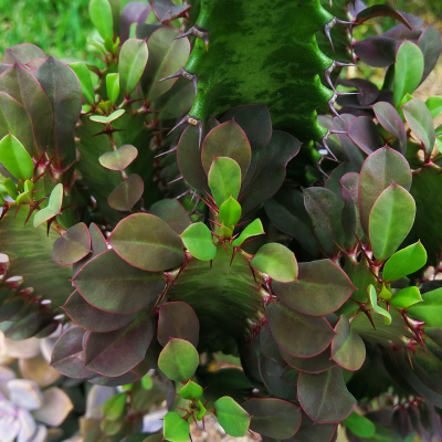 Euphorbia_Trigona_Rubra